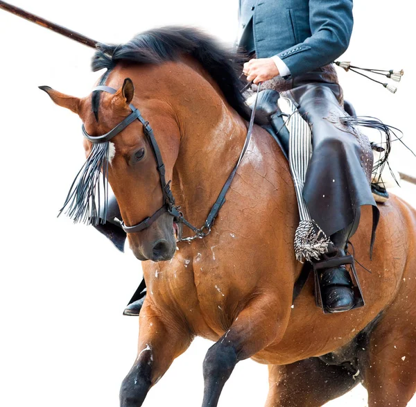 白の細部に隔離された鞍の下のベイ アナキストの馬 — ストック写真