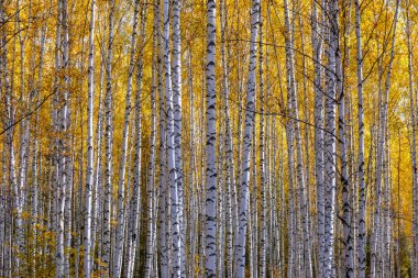 Sarı sonbahar yapraklı bir huş ağacı gövdesi. Sonbaharda güzel huş ağacı koruluğu.