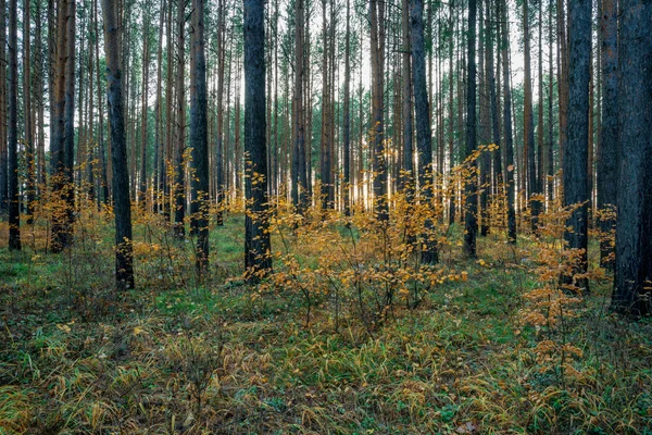 Sonbahar Ormanı Çeriden Bakıldığında Çam Ağacının Gövdeleri Arasında Sarı Yapraklı — Stok fotoğraf