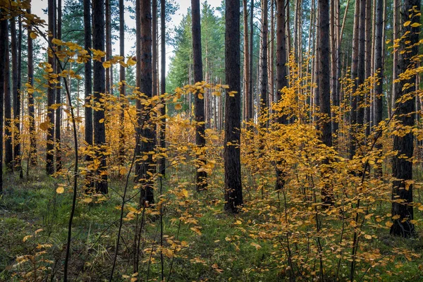 Sonbahar Ormanı Çeriden Bakıldığında Çam Ağacının Gövdeleri Arasında Sarı Yapraklı — Stok fotoğraf