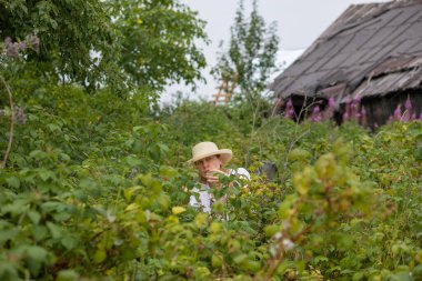 Şapkalı yaşlı bir kadın bahçesinde ahududu yiyor. Emeklilerin yaşam tarzı.