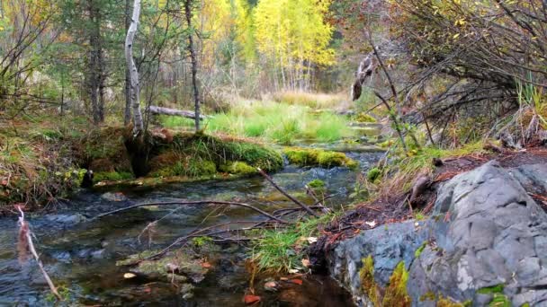 Forest creek in Altai mountain taiga in rainy Autumn day — Stock Footage Forest Creek Altai Mountain Taiga Rainy Autumn Day Royalty Free Stock Footage