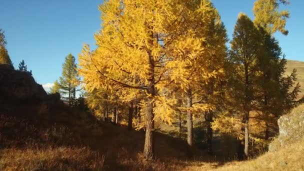 Walk through a yellow larch grove in autumn season on the mountain Altai Eshtykel plateau, Siberia, Russia — Stock Footage Walk Yellow Larch Grove Autumn Season Mountain Altai Eshtykel Plateau Video Clip