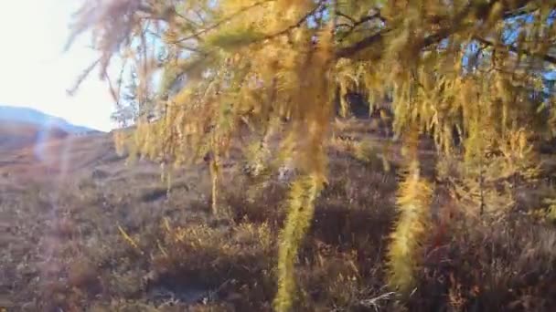 Walk through a yellow larch grove in autumn season on the mountain Altai Eshtykel plateau, Siberia, Russia — Stock Footage Walk Yellow Larch Grove Autumn Season Mountain Altai Eshtykel Plateau Video Clip