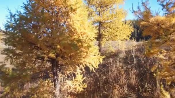 Walk through a yellow larch grove in autumn season on the mountain Altai Eshtykel plateau, Siberia, Russia — Stock Footage Walk Yellow Larch Grove Autumn Season Mountain Altai Eshtykel Plateau Video Clip