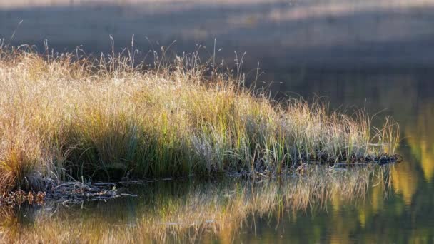 Reflection of autumn forest with Larix sibirica in water of mountain lake Dzhangyskol on Eshtyke plateau. Altai, Siberia, Russia — Stock Footage Reflection Autumn Forest Larix Sibirica Water Mountain Lake Dzhangyskol Eshtyke Stock Video