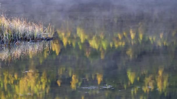 Reflection of autumn forest with Larix sibirica in water of mountain lake Dzhangyskol on Eshtyke plateau. Altai, Siberia, Russia — Stock Footage Reflection Autumn Forest Larix Sibirica Water Mountain Lake Dzhangyskol Eshtyke Stock Video