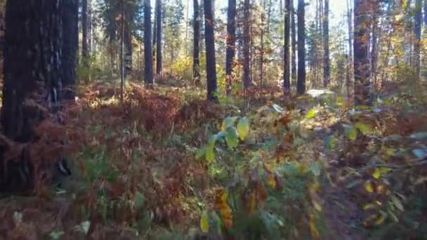 Walk through a mixed pine and birch taiga forest in autumn season. Siberia, Russia — Stock Footage Walk Mixed Pine Birch Taiga Forest Autumn Season Siberia Russia Royalty Free Stock Video