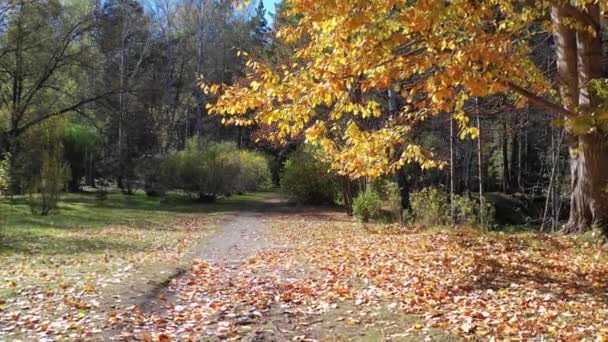 Aerial video of colorful park at Autumn season with trees and yellow leaves. Fall natural background. Siberia, Russia — Stock Footage Aerial Video Colorful Park Autumn Season Trees Yellow Leaves Fall Royalty Free Stock Footage