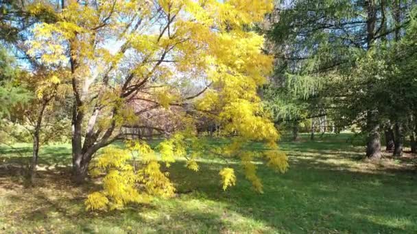Aerial video from lifting up drone of colorful park at Autumn season with trees and yellow leaves. Fall natural background. Siberia, Russia — Stock Footage Aerial Video Lifting Drone Colorful Park Autumn Season Trees Yellow Stock Video
