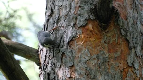 Nuthatch sits on a pine trunk in the forest. Nuthatch pulls out the larva from under the tree bark. Altai, Siberia, Russia — Stock Footage Nuthatch Sits Pine Trunk Forest Nuthatch Pulls Out Larva Tree Royalty Free Stock Video