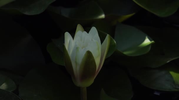 Időeltolódás felvétel fehér vízililiom virág nyitó reggel. Gyorsított gyors UHD videó Nymphaea virágzó a tóban körül levelek