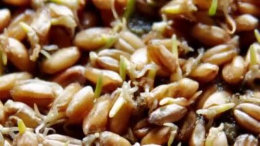 buğday bitki yetiştirme