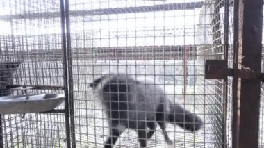 Kürk çiftlik. Siyah Tilki dışında arıyorsunuz bir kafes içinde