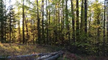 Bir sarı larch Tayga ormanı Sonbahar sezonunda Sibirya, Rusya'nın yürümek.