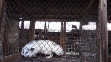 Kürk çiftlik. Beyaz kafes dışında bakarak fox
