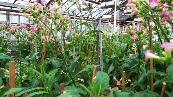 Greenhouse Beautiful Blooming Pink Flowers — Stock Video