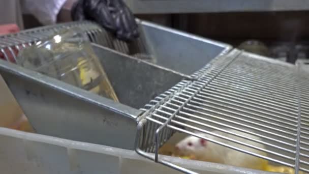 Manos Guantes Sujetando Ratas Jaula — Vídeos de Stock