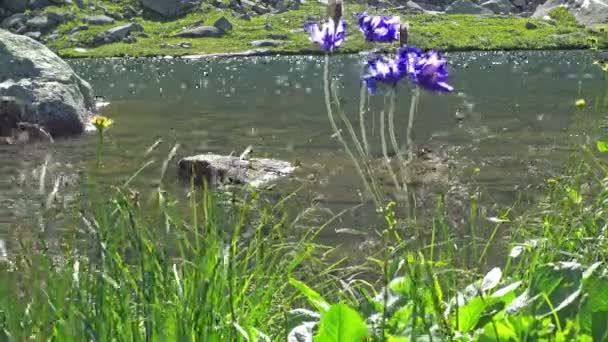Vackra Lugn Flod Med Blå Aquilegia Blommor Förgrunden — Stockvideo
