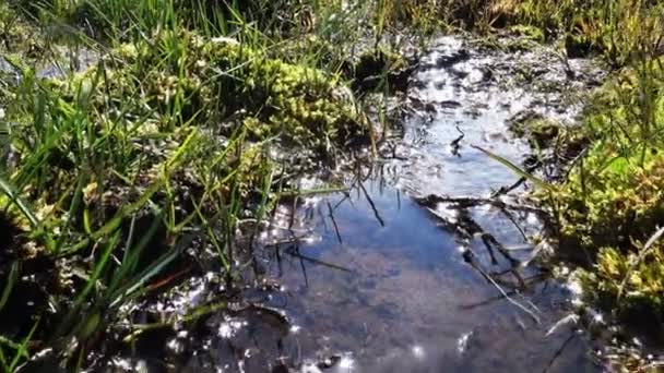 Vue rapprochée du petit ruisseau parmi l'herbe verte 