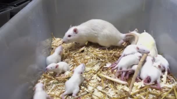 Семья Белых Крыс Пластиковой Клетке — стоковое видео