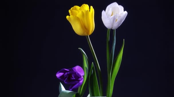 Nahaufnahme Von Bunten Tulpenblumen Auf Dunklem Hintergrund — Stockvideo