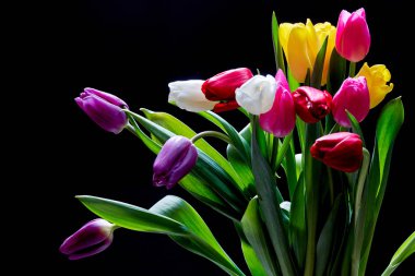 Renkli lale çiçekleri