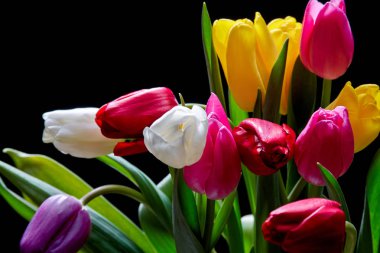 Renkli lale çiçekleri