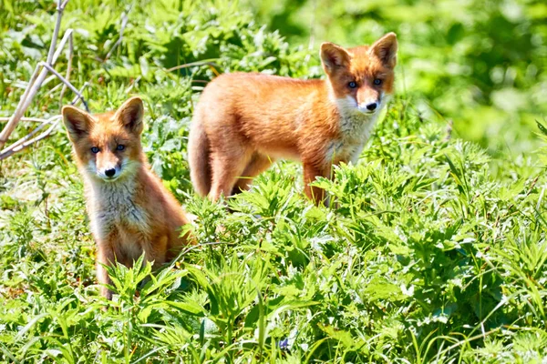 Paire de renards curieux — Photo