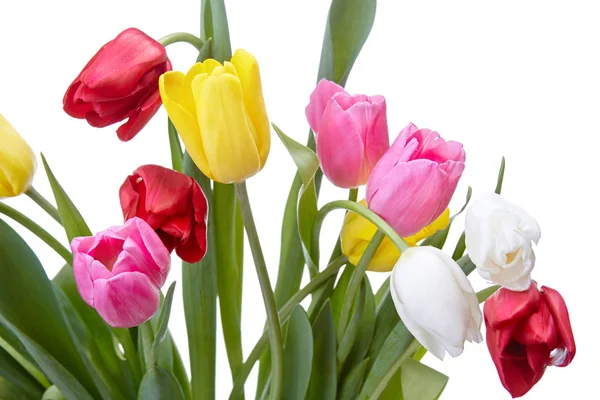 Barevné tulipánové květiny — Stock fotografie