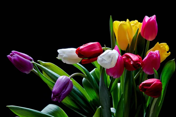 Coloridas flores de tulipán — Foto de Stock