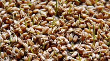 Buğday bitkiler büyüyen zaman atlamalı