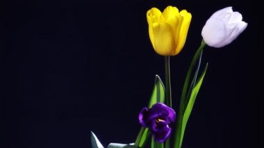 Renkli lale çiçekleri