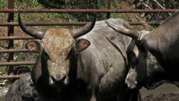 Fazenda Gado Touros Jovens Uma Paddock — Vídeo de Stock