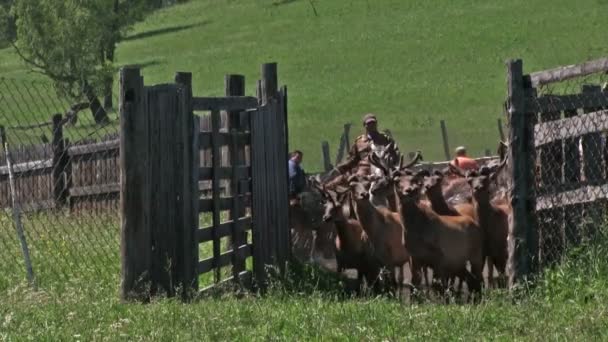 俄罗斯阿尔泰 2017年6月26日 在钢笔里的一群马拉赤鹿 — 图库视频影像