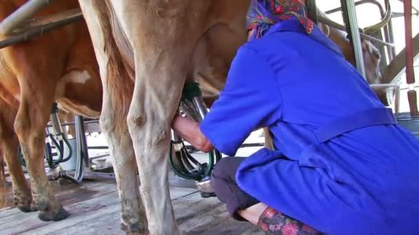 Altai Rusia Junio 2017 Procesamiento Automatizado Leche Ordeñando Vaca Fábrica — Vídeo de stock