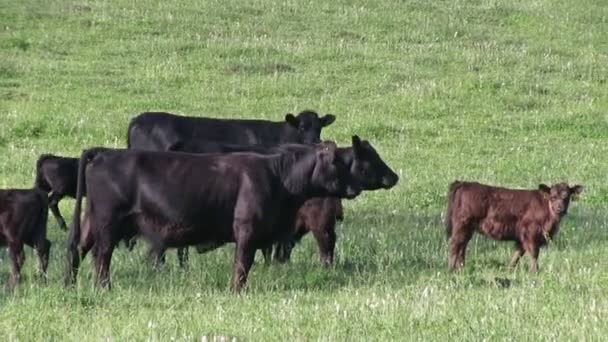 Vaches broutant sur la prairie — Video