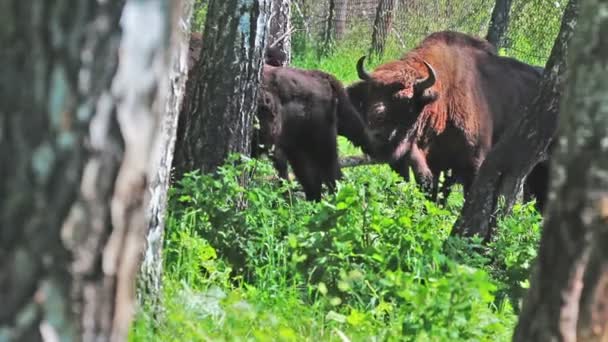 Vilda Europeiska Bisonoxar Skogen — Stockvideo