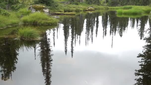 Schöner Ruhiger Fluss Mit Grasbewachsenen Ufern — Stockvideo