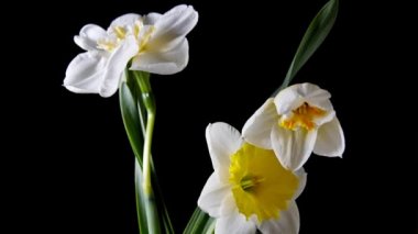 Siyah arka plan üzerine Nergis çiçek açma