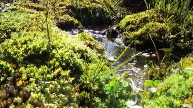 rush akım ile zengin nehir