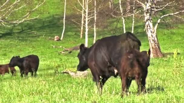 Calves Grazing Green Meadow — Stock Video