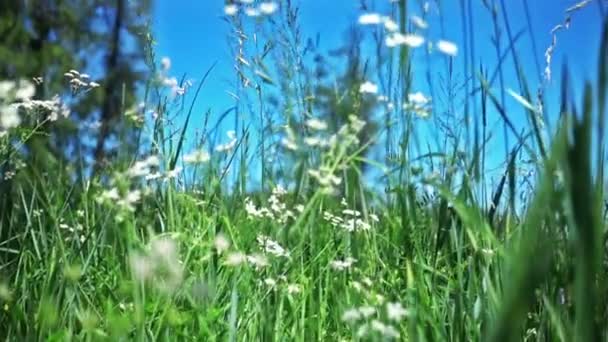 手前の緑の植物で夏の風景 — ストック動画