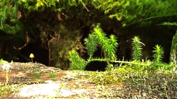 Brotes Macro Musgo Creciendo Árbol Caído Bosque Siberiano — Vídeo de stock