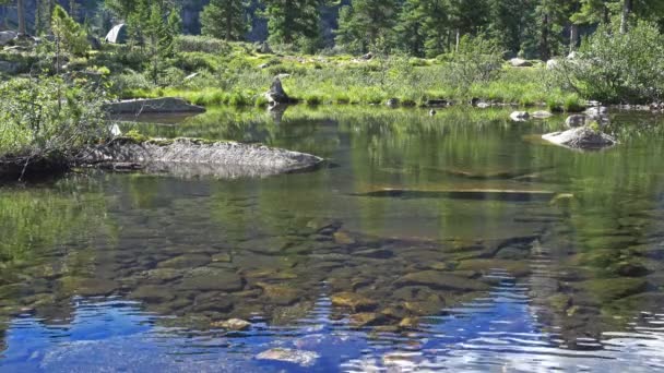 Superficie Piccolo Lago Forestale Siberia — Video Stock