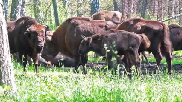 Wild European Bisons Forest — Stock Video