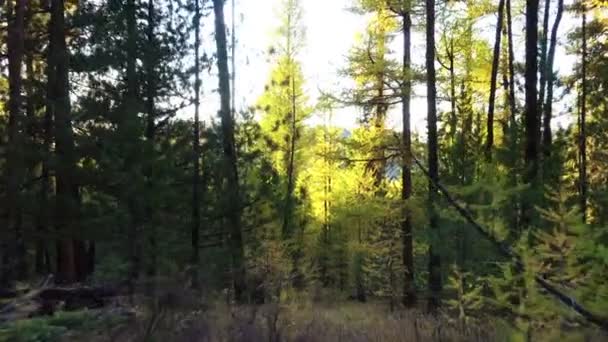 Camine Través Bosque Taiga Alerce Amarillo Temporada Otoño Montaña Altai — Vídeos de Stock