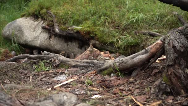 Närbild Bilder Ekorre Ergaki Ridge Västra Sayan Ryssland — Stockvideo