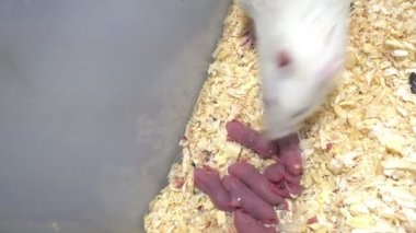 Laboratuvar fare hücreye kapatın görüntüleri