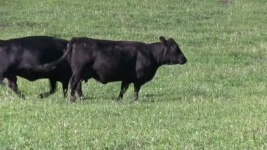 yeşil çayır üzerinde otlatma inek sürüsü
